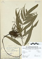 藏品(臺灣鳳尾蕨)的圖片